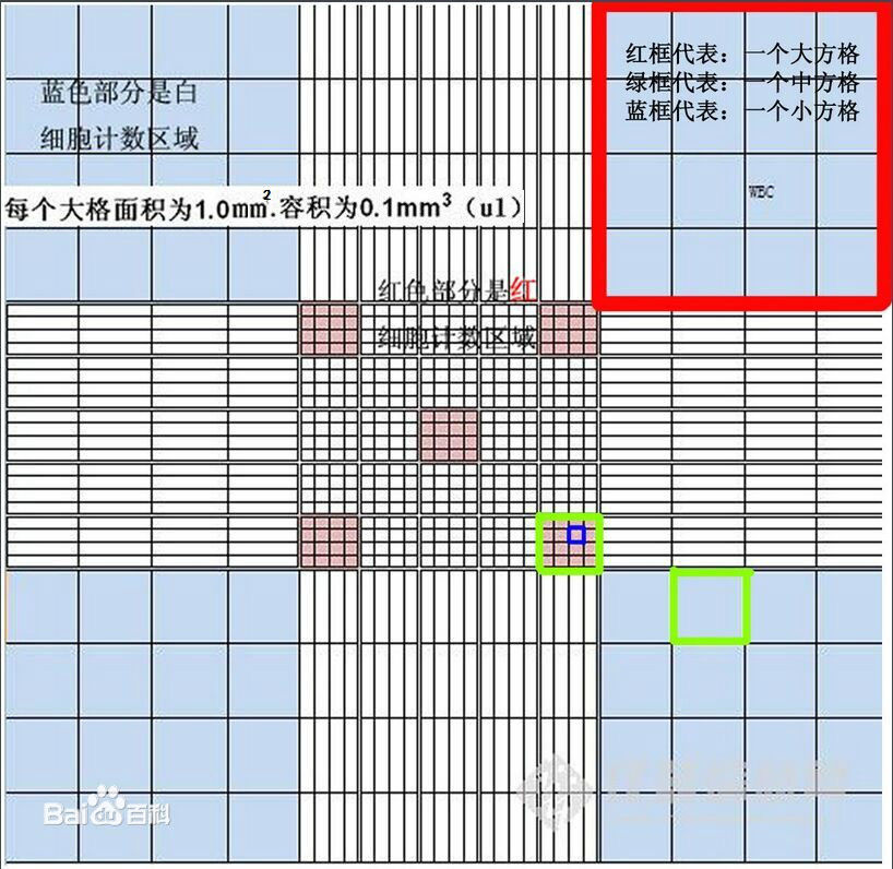 理解血细胞计数板的结构秒算血细胞计数